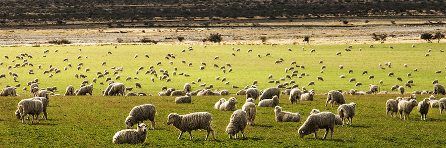 Sheep, McKenzie Country